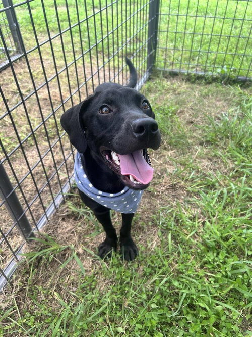 picture of the dog needing adoption
