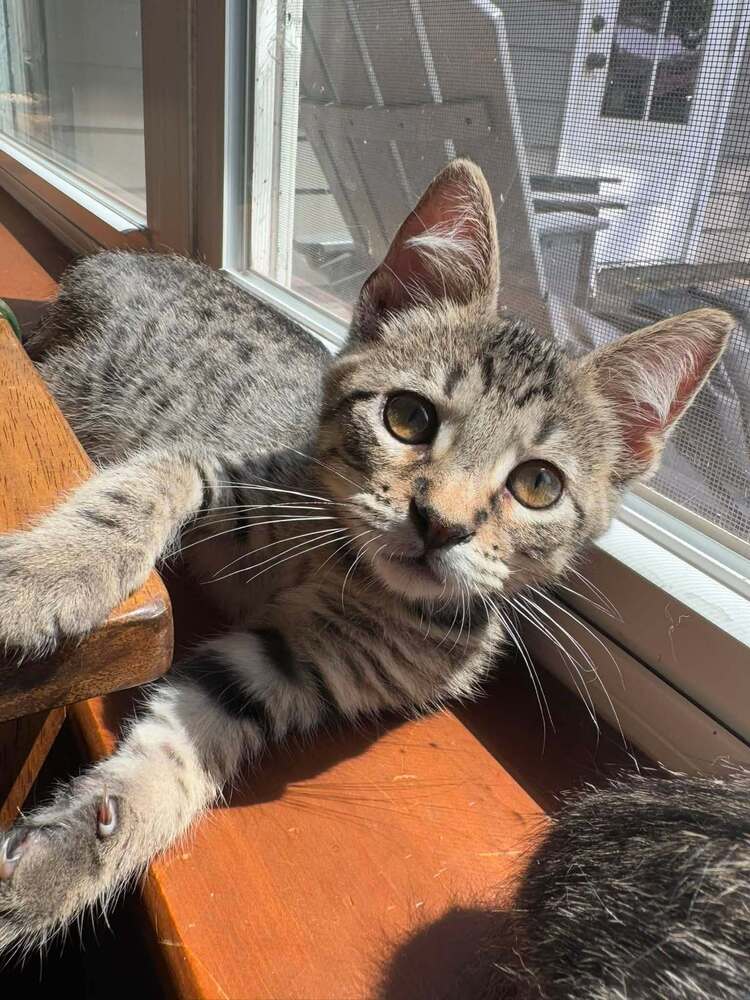 Bubba - Domestic Short Hair