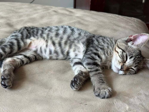 Photo 2 of Bubba