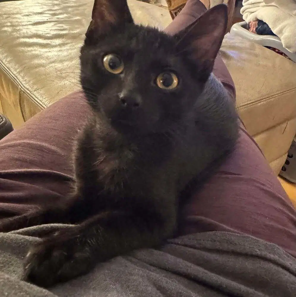 Binx - Domestic Short Hair