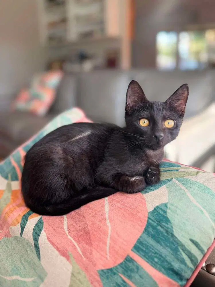 Binx image 2