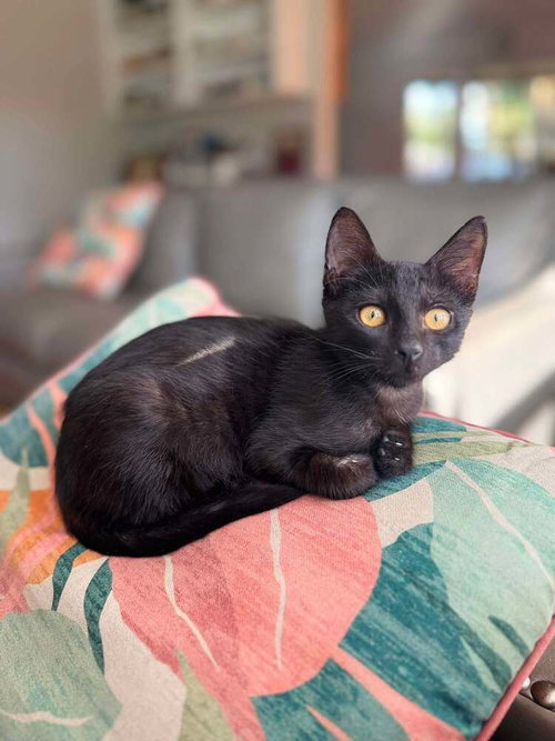Photo 2 of Binx