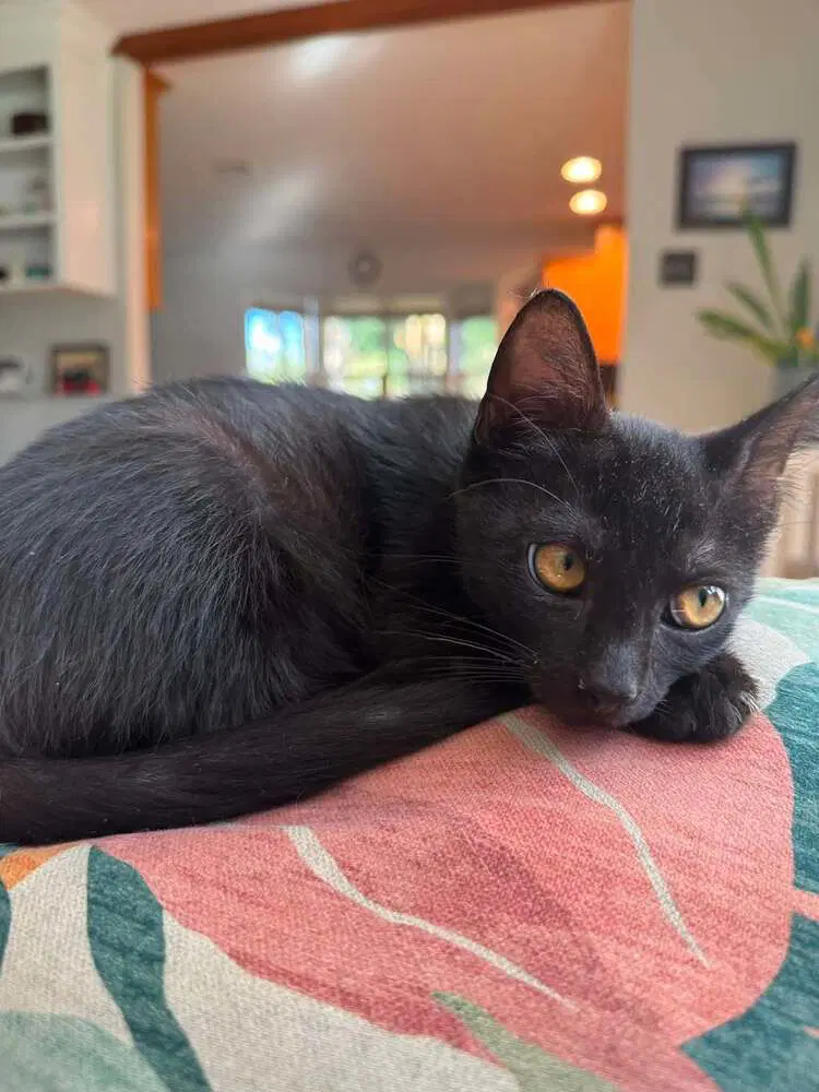 Binx image 3