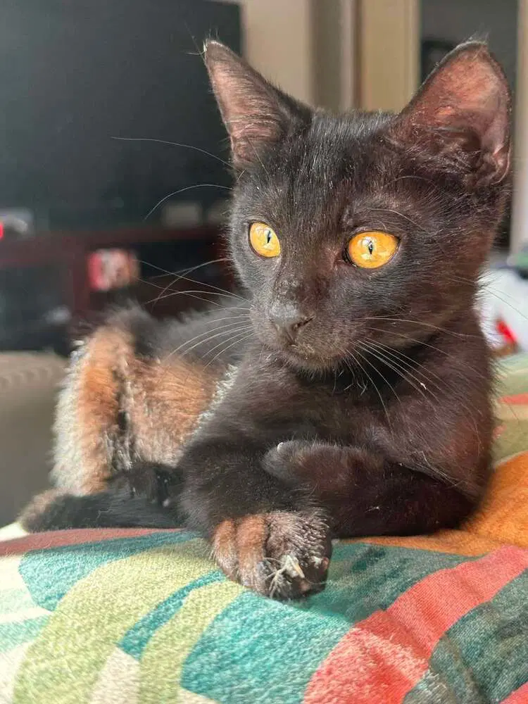 Binx image 4