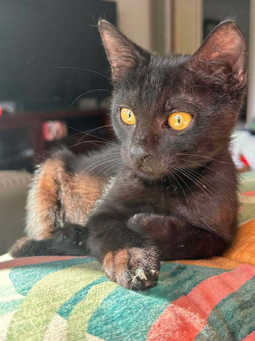Photo 4 of Binx