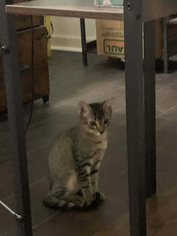 Dusty - Domestic Short Hair