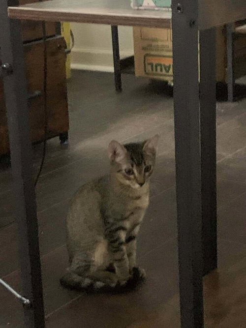 Dusty, a cat for adoption from Animal Aid for Vermilion Area