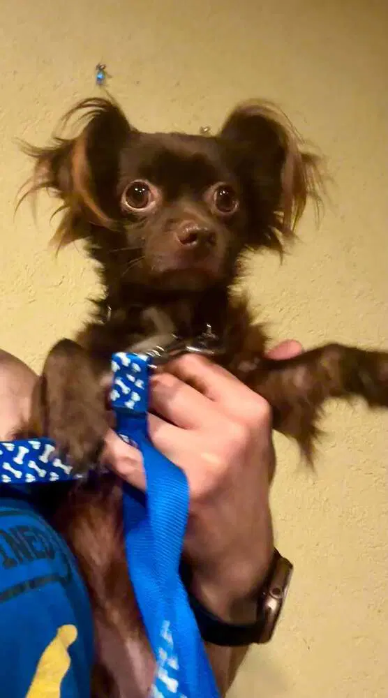 Bear - Chihuahua