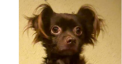 Bear, a dog for adoption from Animal Aid for Vermilion Area