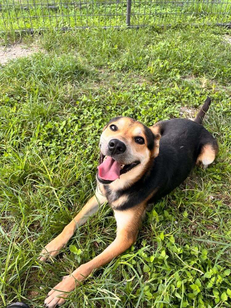Nelson - Terrier