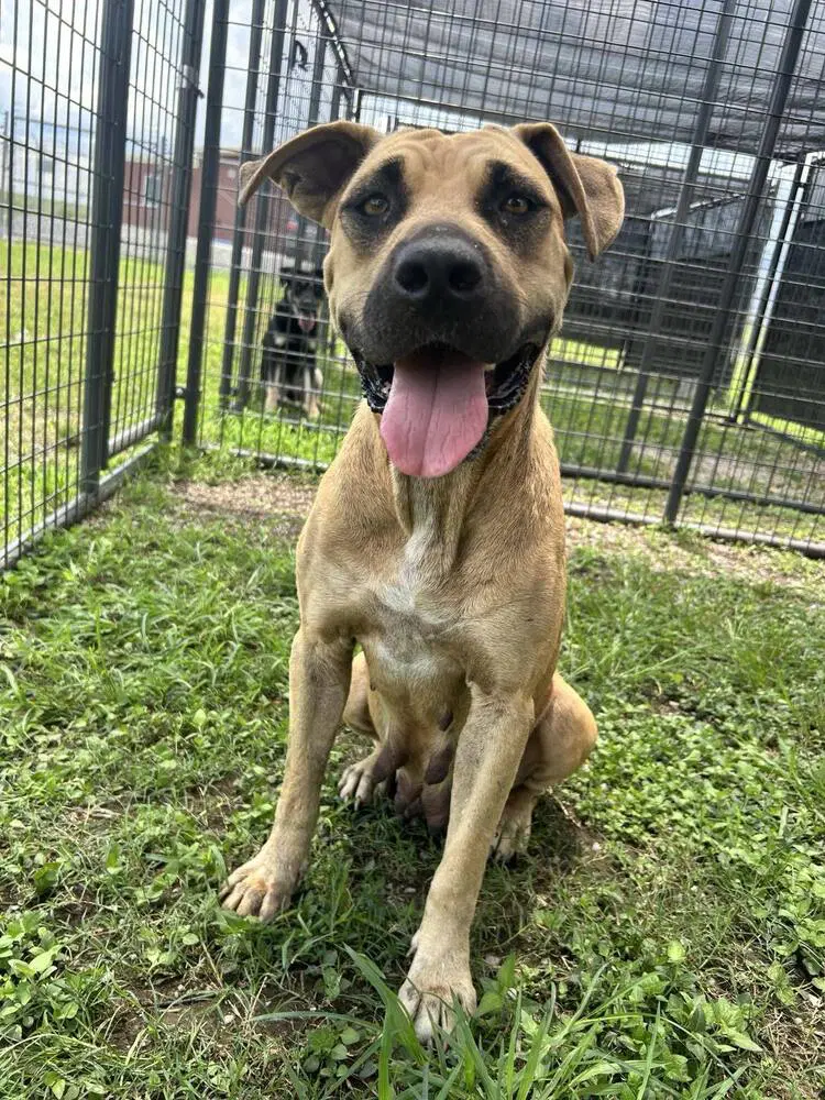 Izzy - Black Mouth Cur