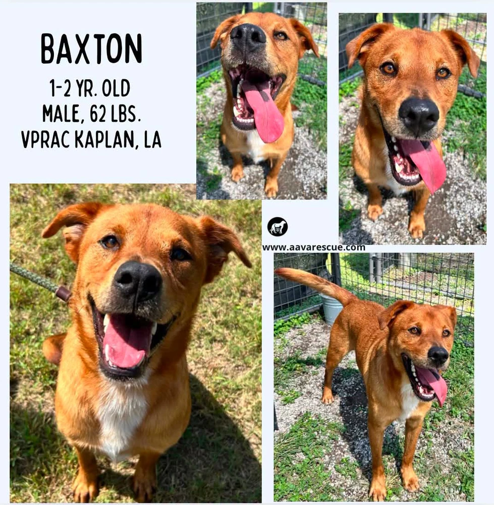Baxton