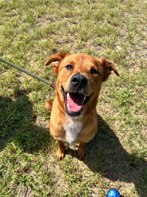 Baxton, a dog for adoption from Animal Aid for Vermilion Area