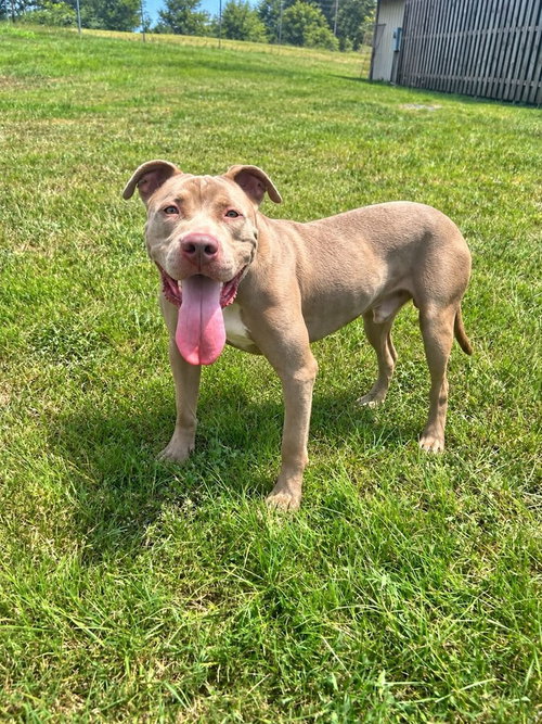 Arthur Bourgeois, a dog for adoption from Animal Aid for Vermilion Area