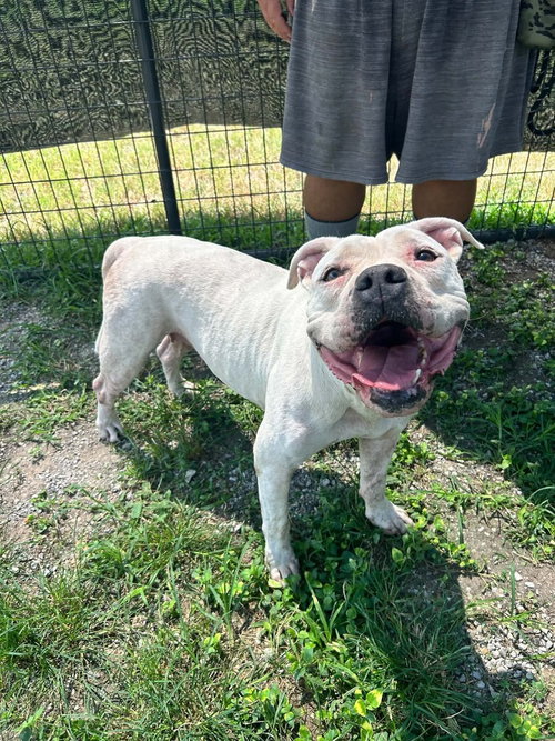 Ariel aka Suga, a dog for adoption from Animal Aid for Vermilion Area