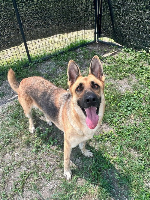 Sara, a dog for adoption from Animal Aid for Vermilion Area