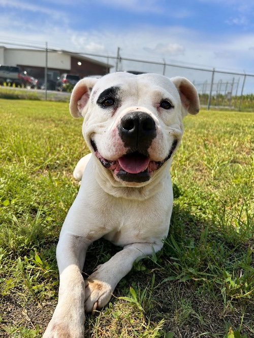 Sheba, a dog for adoption from Animal Aid for Vermilion Area