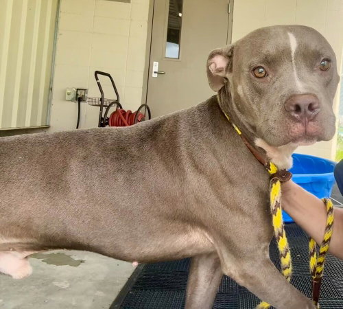 Sherman, a dog for adoption from Animal Aid for Vermilion Area