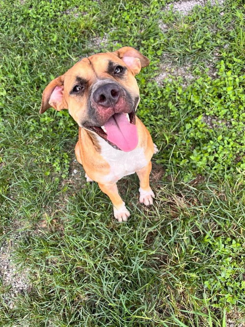 Alexis, a dog for adoption from Animal Aid for Vermilion Area