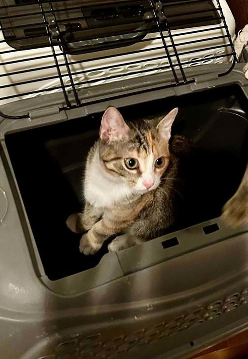 picture of the cat needing adoption