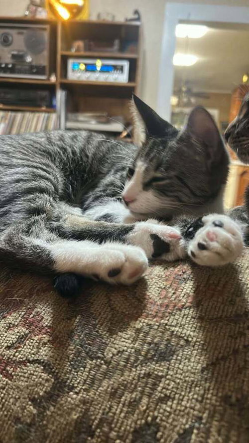 picture of the cat needing adoption