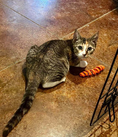 picture of the cat needing adoption