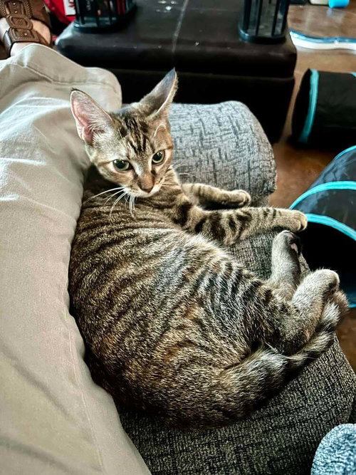 picture of the cat needing adoption