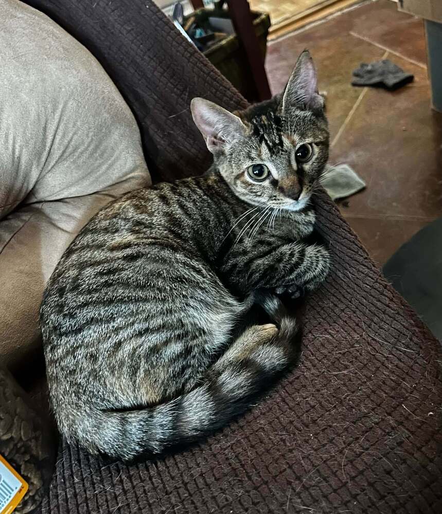 Mollie, Domestic Short Hair