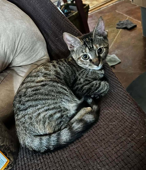 picture of the cat needing adoption
