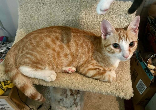 picture of the cat needing adoption