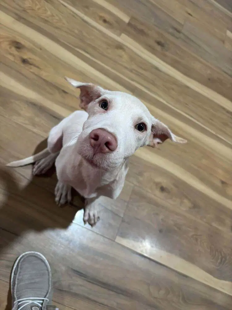Yancy - Terrier