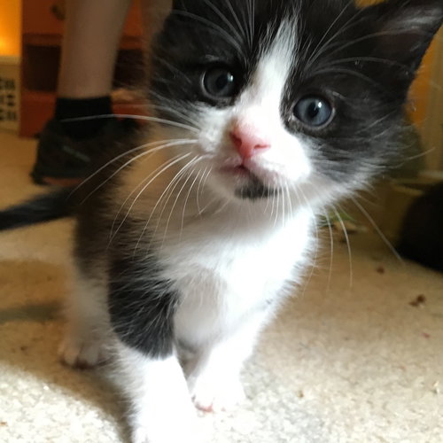 Cornelius