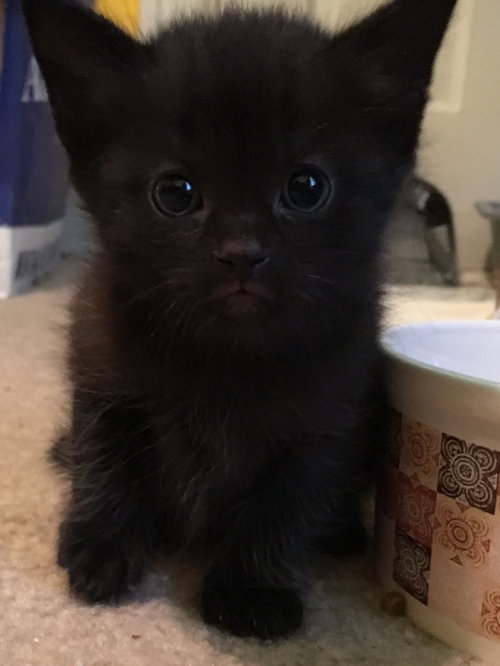 Cosmo