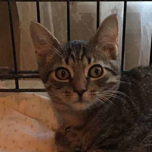 Simon