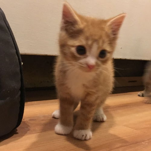 Enzo