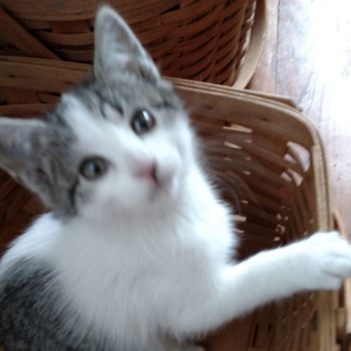 Spotnik