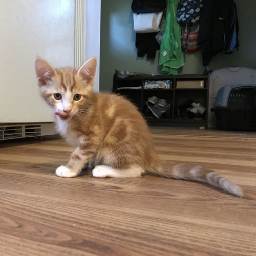 Percy