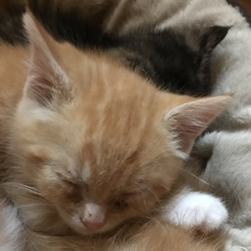 Clyde
