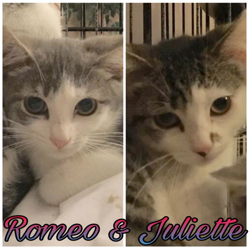 Romeo & Juliette