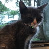 Emersyn