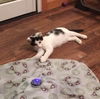 Fluffernutter