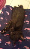 Beans