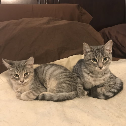 Buster & Shadow