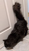 Fluffy
