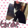 Girdie