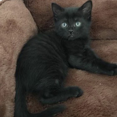 Stella