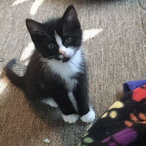 Bootsie