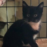 Oreo