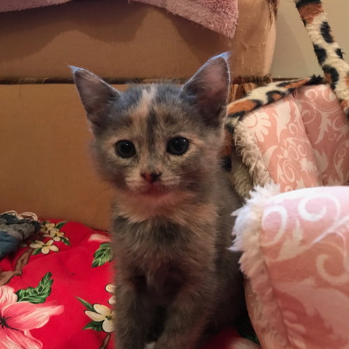 Lulu