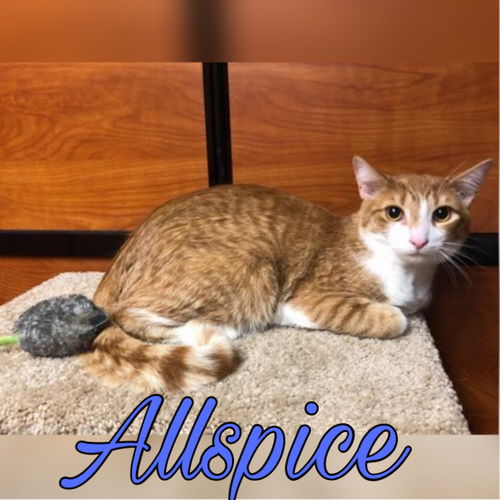 Allspice